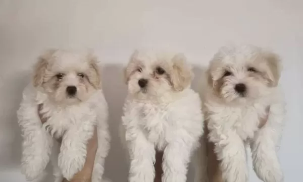Safkan Maltese Terrier Yavruları A Kalite Orijinal