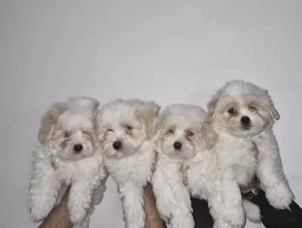 Safkan Maltese Terrier Yavruları A Kalite Orijinal