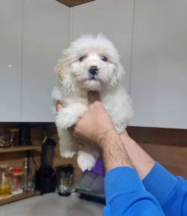 Minyatür Minnaklarım Teslime Hazır