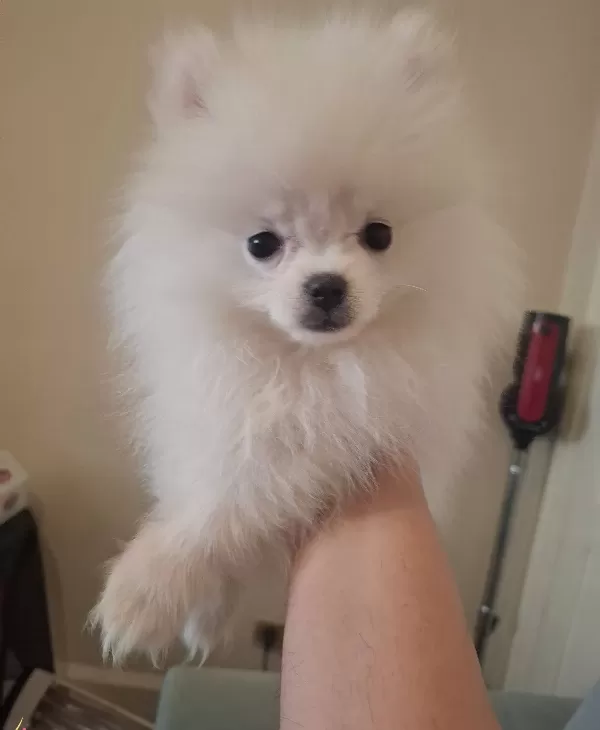 Ayı Surat Bembeyaz 2 5 Aylık Mini Pomeranian Boo Yavrusu
