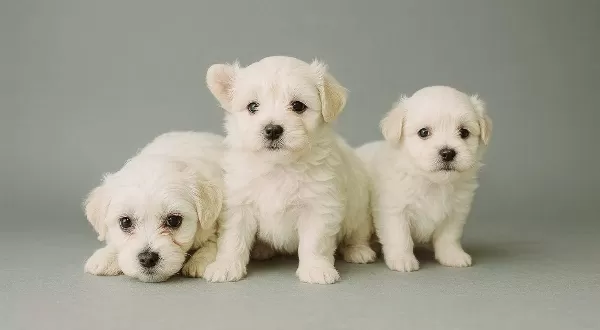 Tuvalet Eğitimli Bembeyaz Maltese Terrier Yavruları