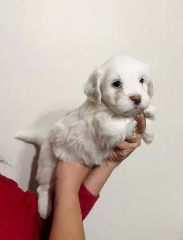Tuvalet Egitimi Baslamıs Mini Boy