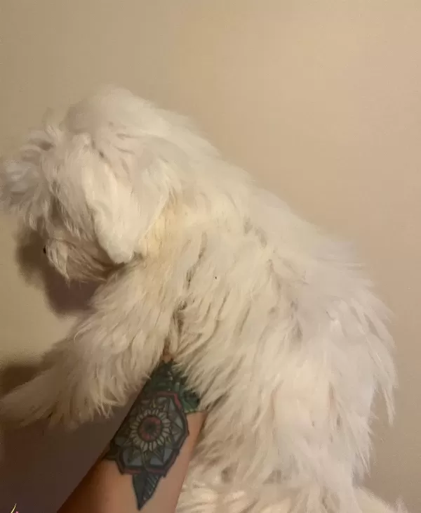 4 Aylık Kar Topu Erkek Maltese Terrier