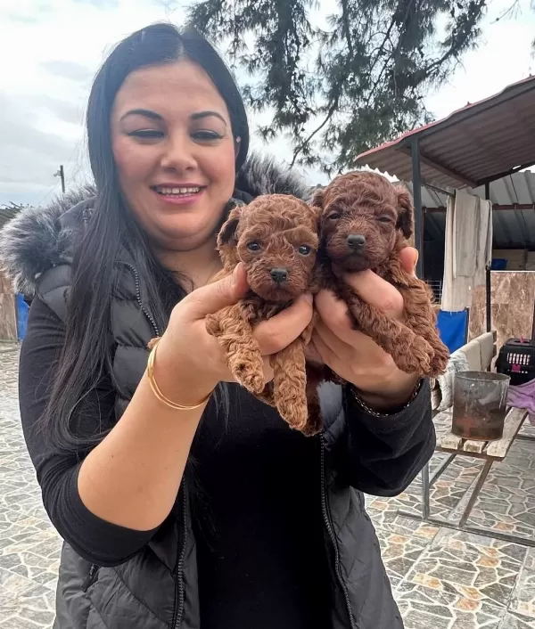 Red Brown Ufacik Poodle Yavrularım