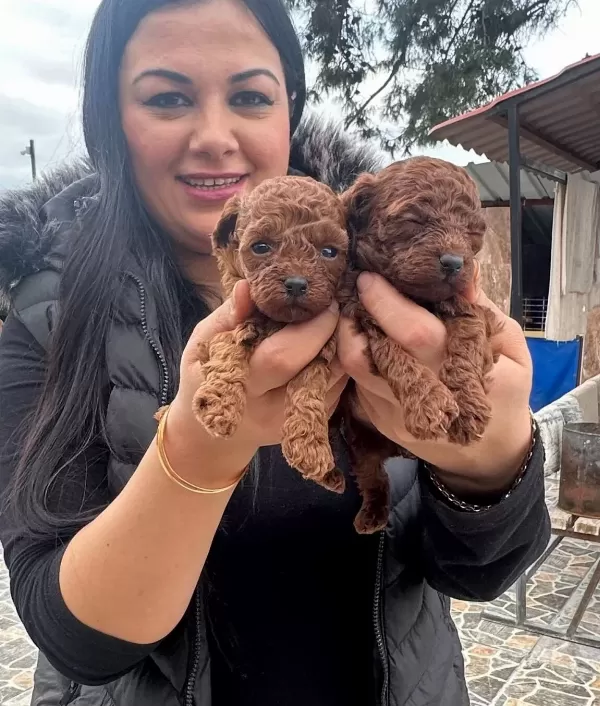 Red Brown Ufacik Poodle Yavrularım