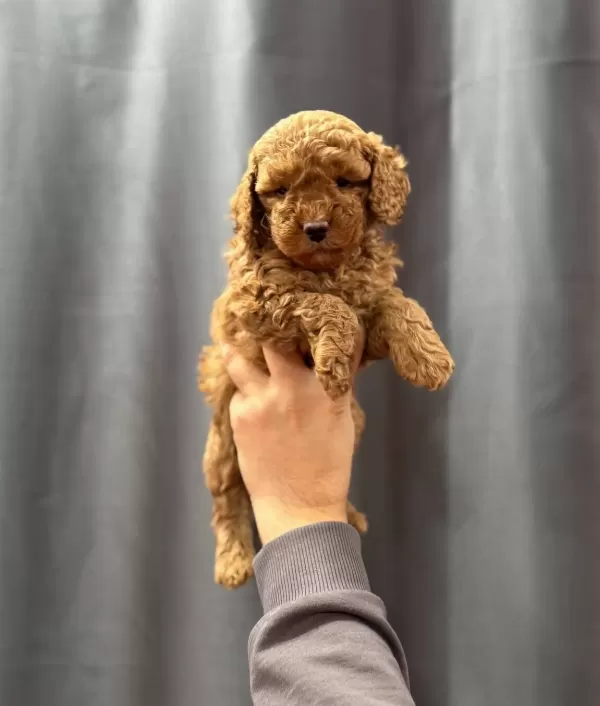 Evinizin Minik Bebegi Toy Poodle Yavrular