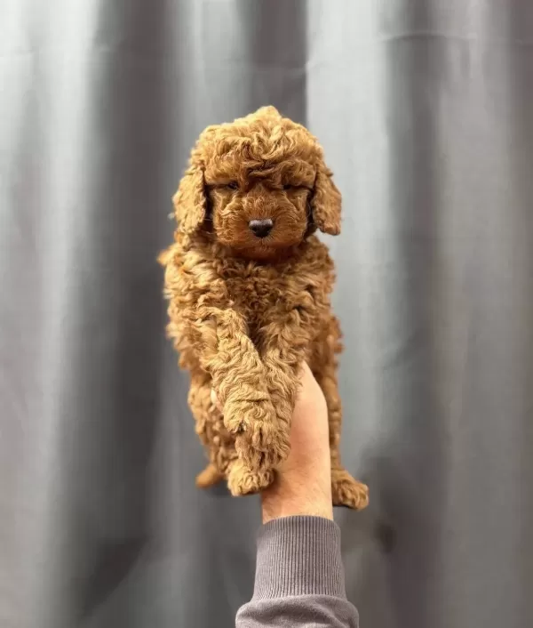 Evinizin Minik Bebegi Toy Poodle Yavrular