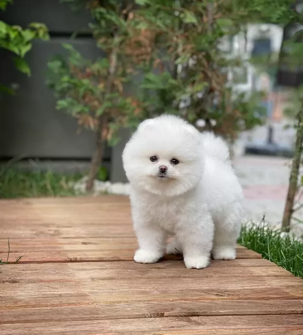 Teddy Bear Pomeranian Boo