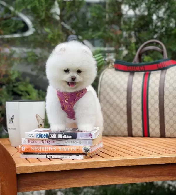 Teddy Bear Pomeranian Boo