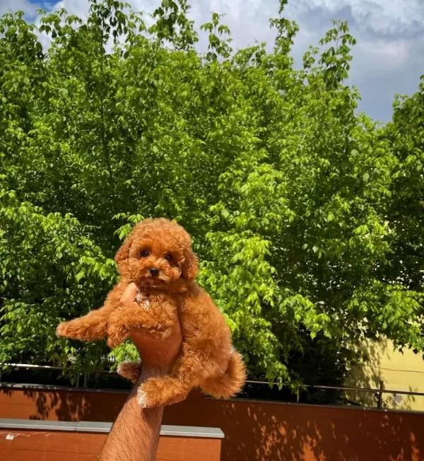 A Kalite Toy Poodle