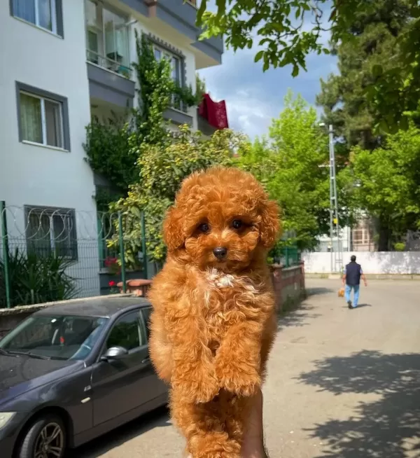 A Kalite Toy Poodle