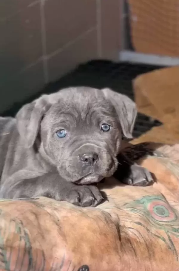 Cane Corso Yavrularımız