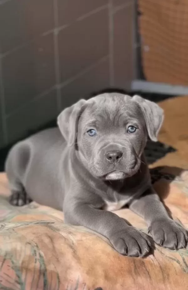 Cane Corso Yavrularımız