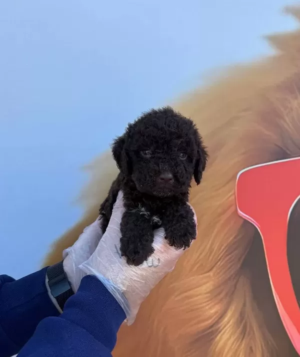 Ozel Renk Kore Chocolate Browne Poodle