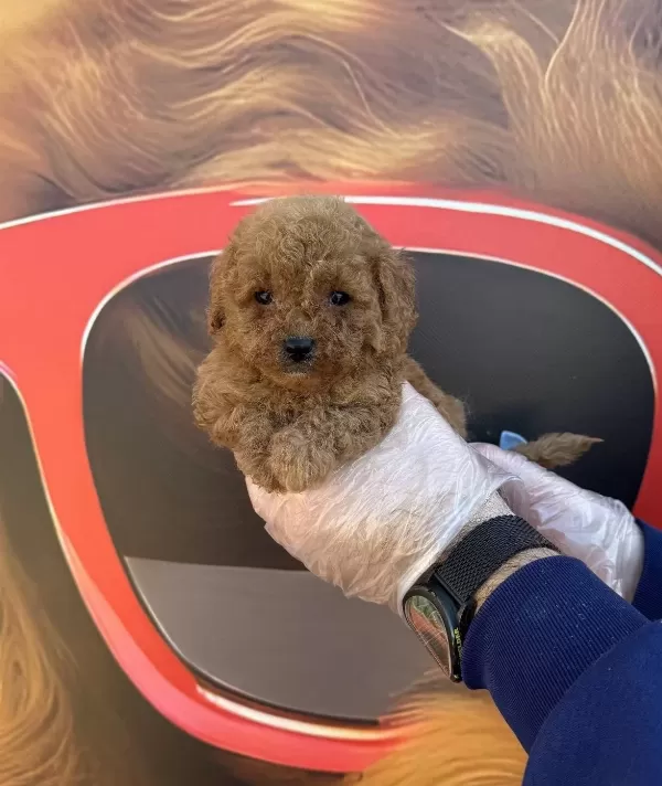 Tea Cup Kore Toy Poodle Yavrularımız