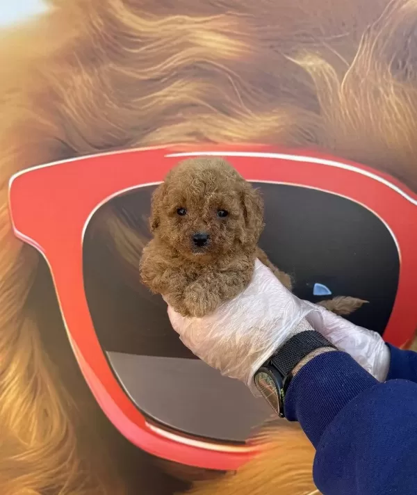 Tea Cup Kore Toy Poodle Yavrularımız