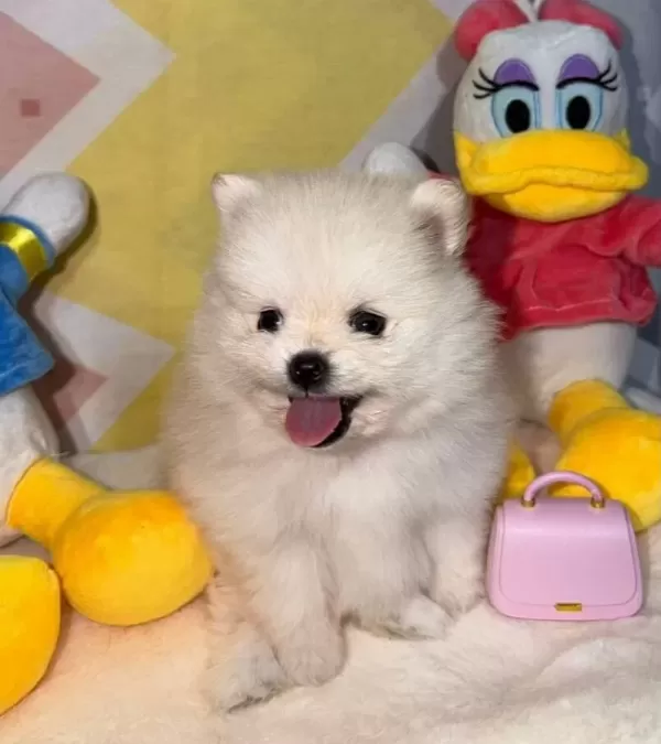 Safkan Orjinal Pomeranian Bebekler