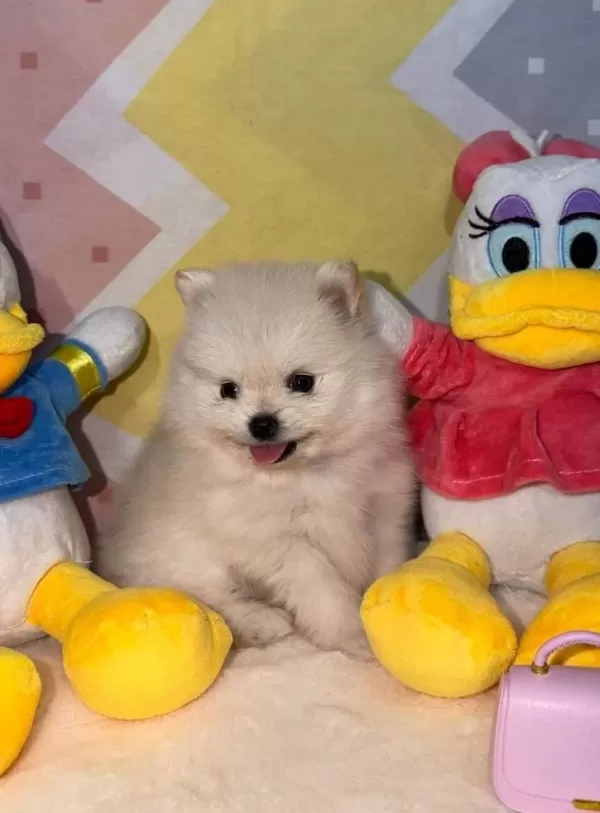 Safkan Orjinal Pomeranian Bebekler