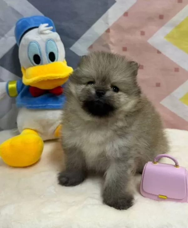 Safkan Orjinal Pomeranian Bebekler