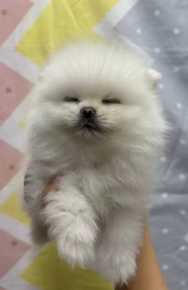 Safkan Orjinal Pomeranian Bebekler