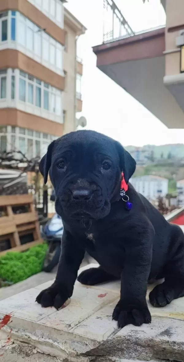 Koca Kafalı Safkan Odullu Cane Corso Blue