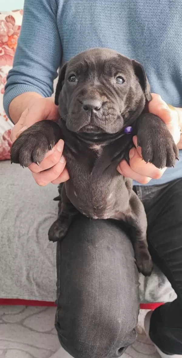 Koca Kafalı Safkan Odullu Cane Corso Blue