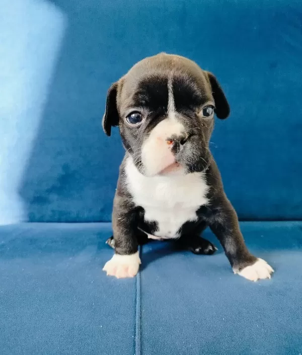 Korsan Maskeli Karakterli Fransız Bulldog Yavrusu