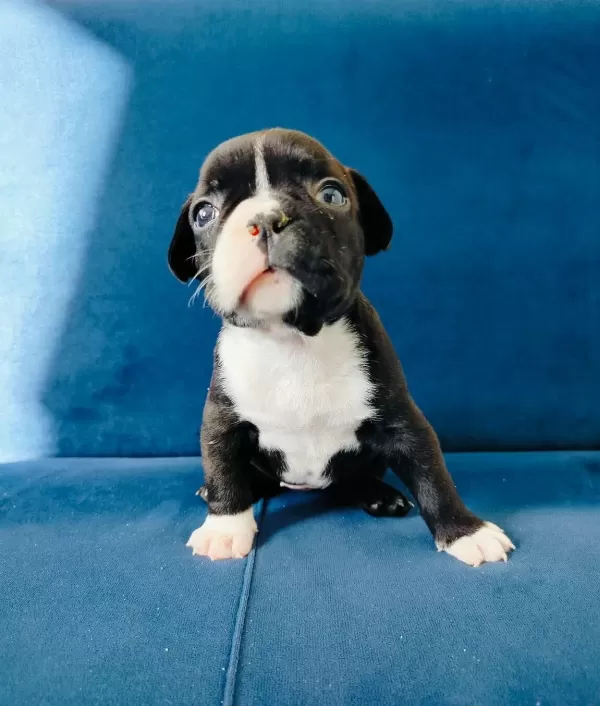 Korsan Maskeli Karakterli Fransız Bulldog Yavrusu
