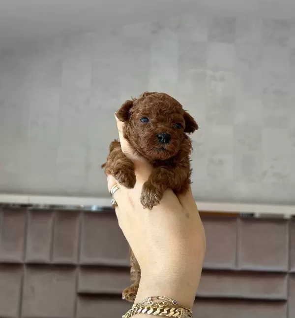 Toy Poodle Yavrularımız
