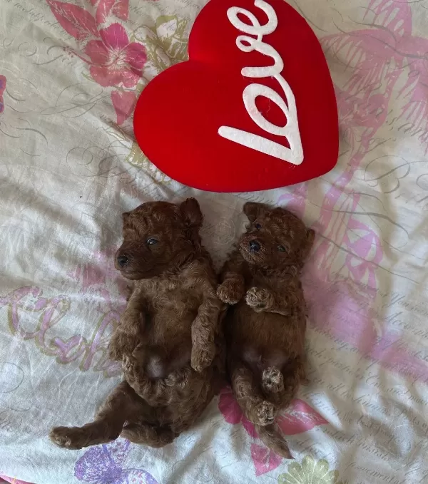Toy Poodle Yavrularımız