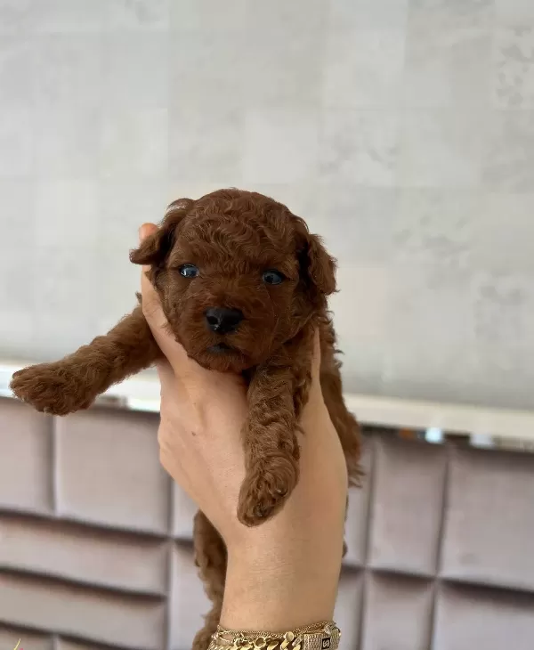 Toy Poodle Yavrularımız