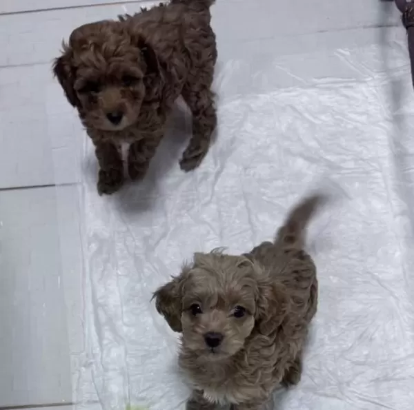 Tuvalet Egitimine Baslamıs Toypoodle