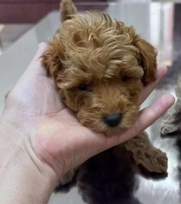 Tuvalet Egitimine Baslamıs Toypoodle