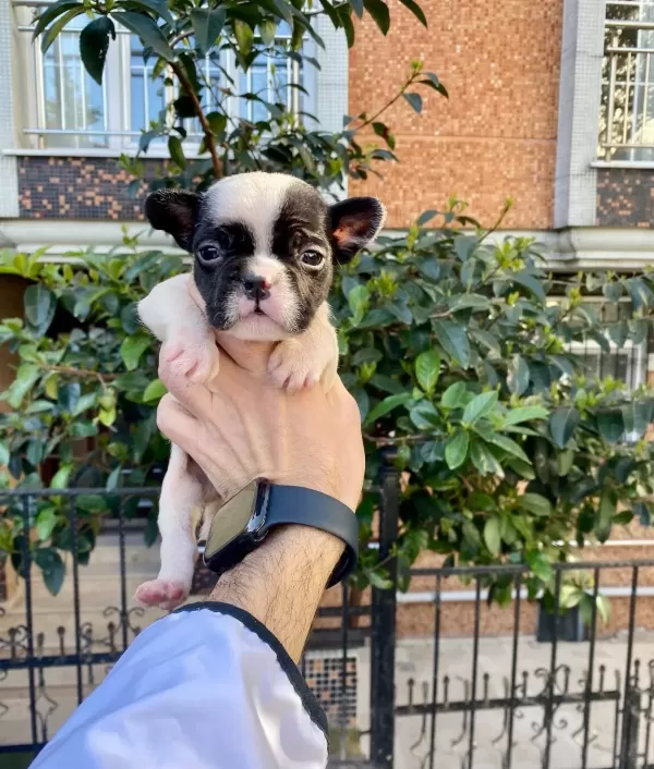 Maskeli Cok Sevimli Ve Sirin French Bulldog Yavrularımız