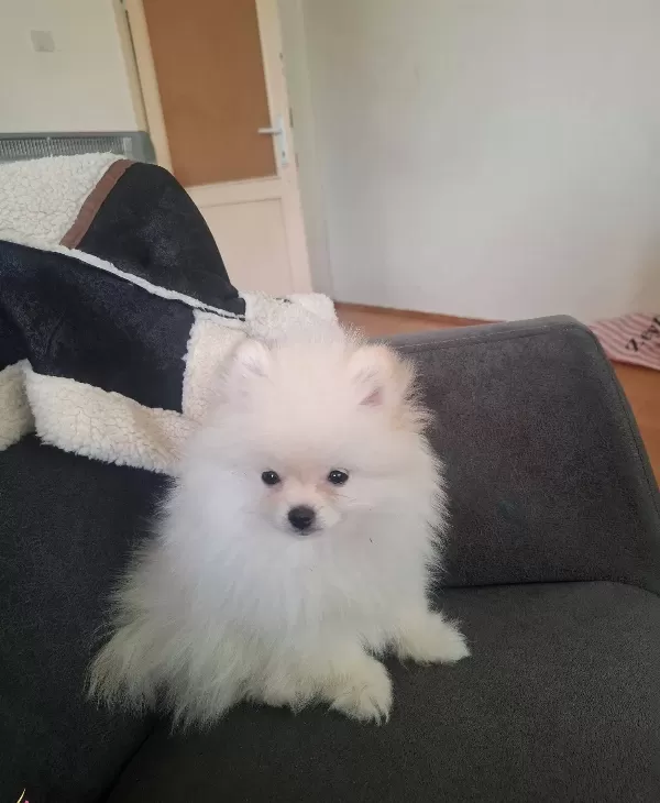 Beyaz Pamuk Seker 2 5 Aylık Disi Pomeranian