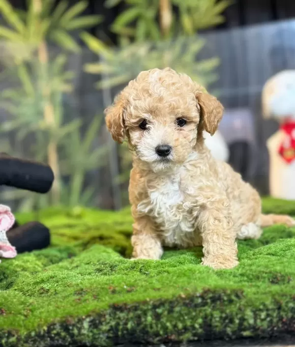 Sevimli Maltipoo Yavrumuz