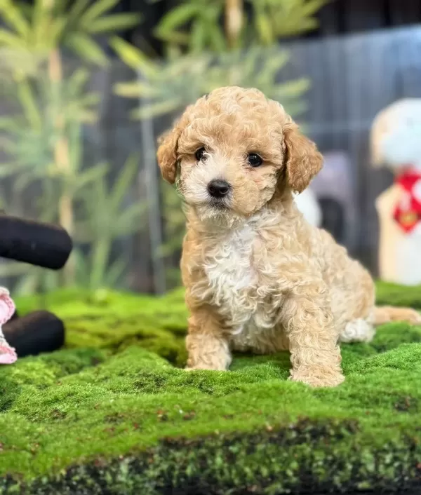 Sevimli Maltipoo Yavrumuz