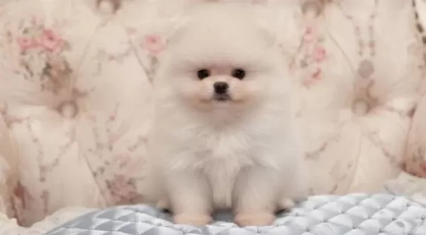 Pamuk Seker Pomeranian Boo Yavrularımız