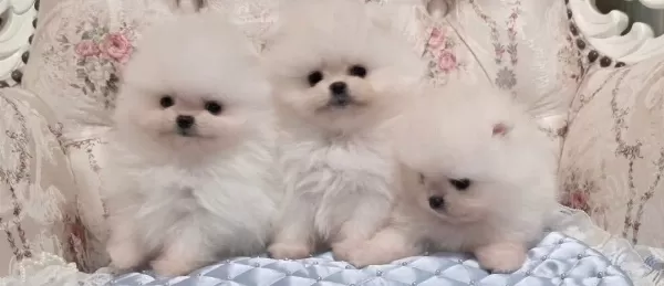 Pamuk Seker Pomeranian Boo Yavrularımız