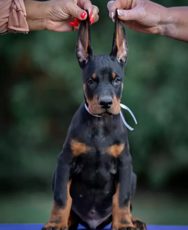 Irk Garantili King Doberman Yavrularımız