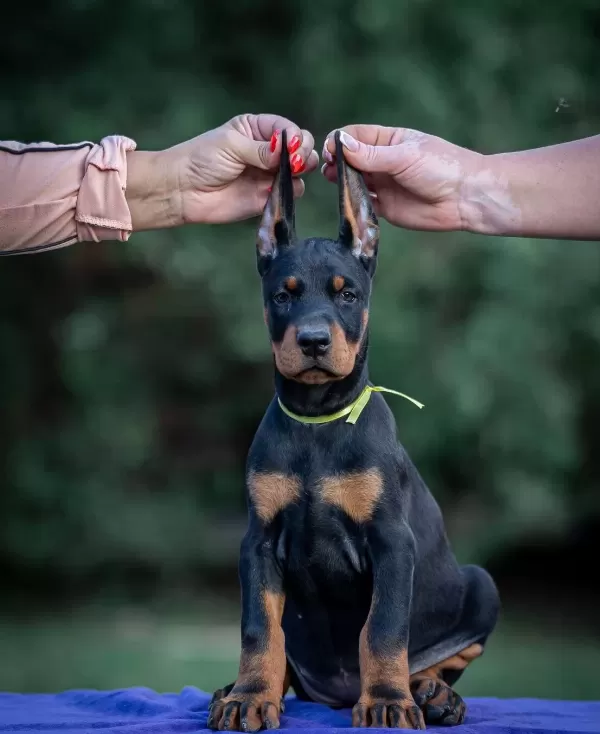 Irk Garantili King Doberman Yavrularımız