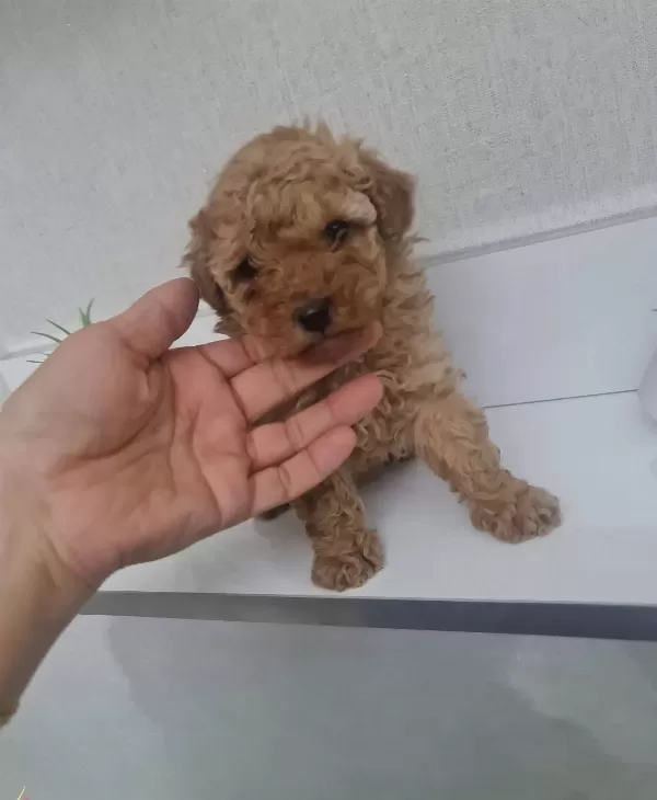 Minigim Teslime Hazır Tuvalet Eğitimli