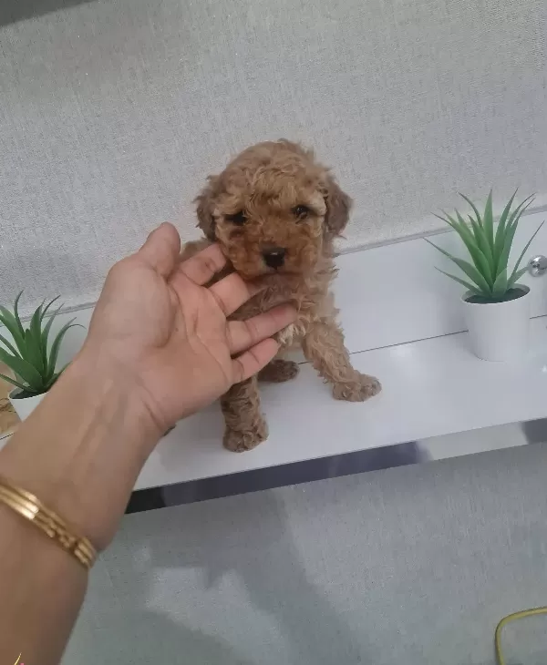 Minigim Teslime Hazır Tuvalet Eğitimli