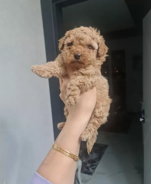 Minigim Teslime Hazır Tuvalet Eğitimli