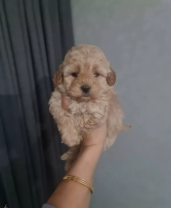 Tuvalet Eğitimli Minyatür Maltipoo