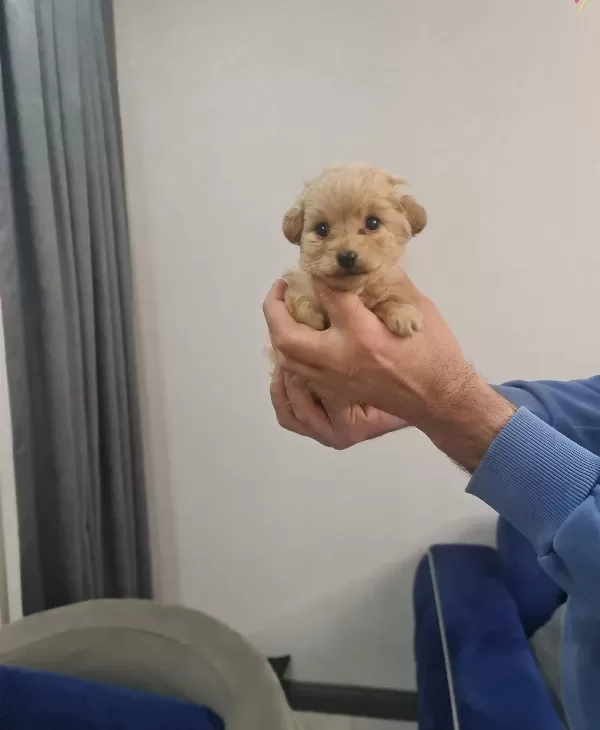 Tuvalet Eğitimli Minyatür Maltipoo