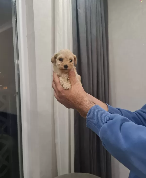 Tuvalet Eğitimli Minyatür Maltipoo