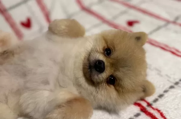 Karizmatik Gozluklu Teacup Pomeranian Boo