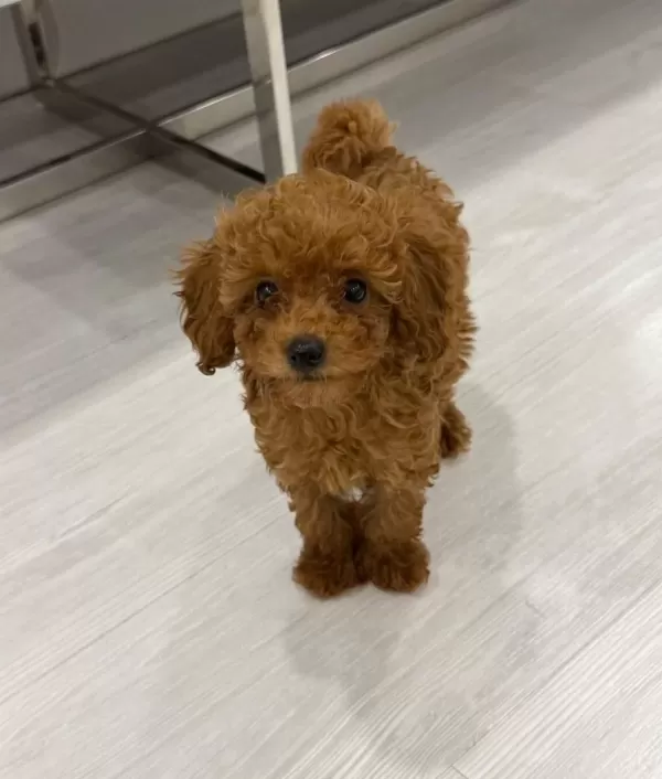 Fincan Boyutunda Sosyal Kelebek Poodle