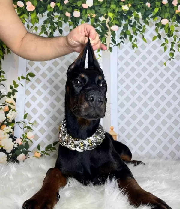 Operasyonlu Siyah Ve Kızıl Doberman
